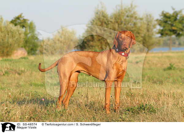 Magyar Vizsla / SS-48574