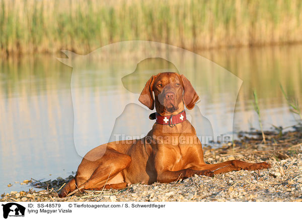 lying Magyar Vizsla / SS-48579