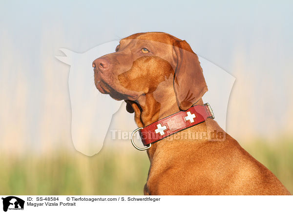 Magyar Vizsla Portrait / SS-48584