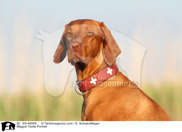 Magyar Vizsla Portrait / SS-48585