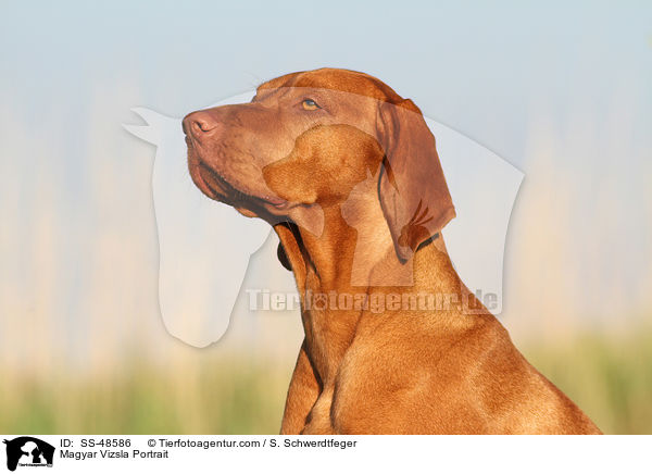 Magyar Vizsla Portrait / SS-48586