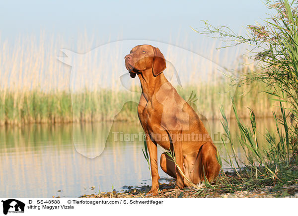 sitting Magyar Vizsla / SS-48588