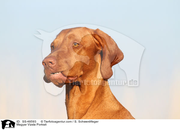 Magyar Vizsla Portrait / SS-48593
