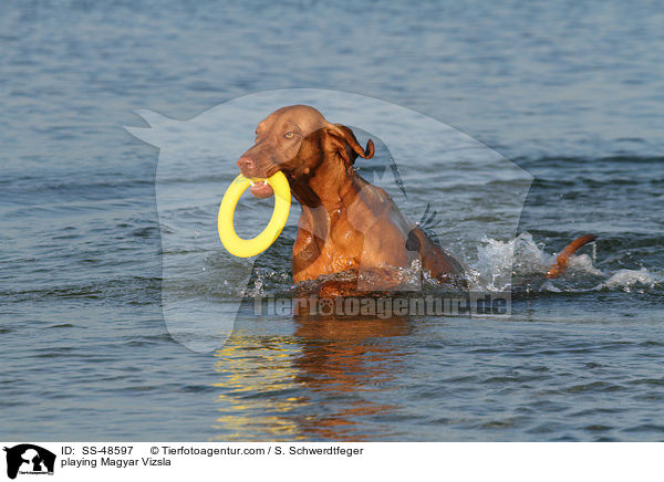 playing Magyar Vizsla / SS-48597