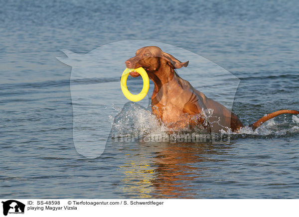 playing Magyar Vizsla / SS-48598