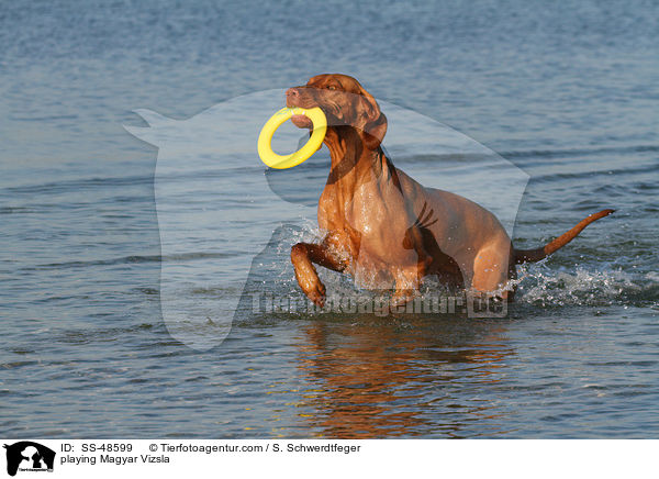 playing Magyar Vizsla / SS-48599