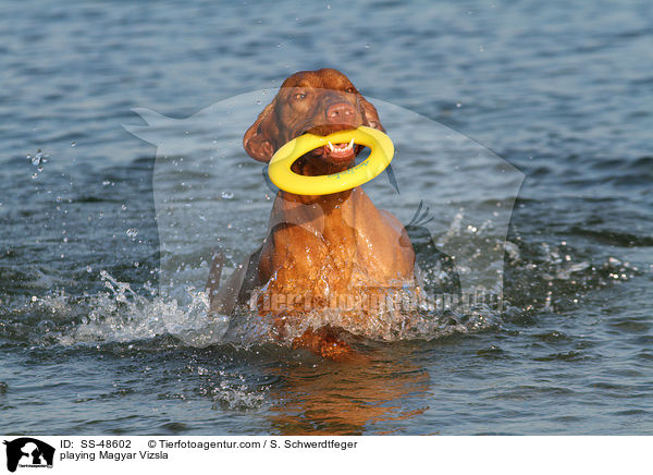 playing Magyar Vizsla / SS-48602
