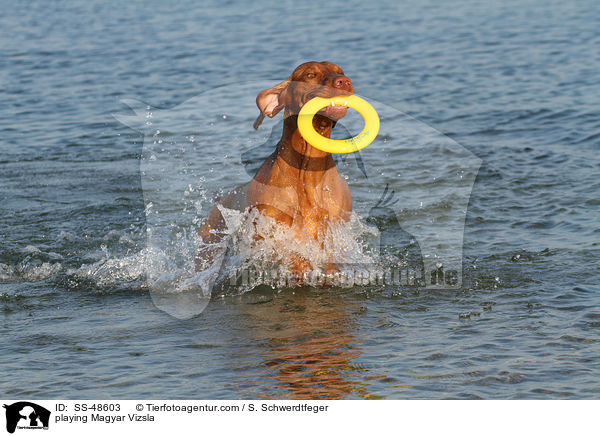 playing Magyar Vizsla / SS-48603