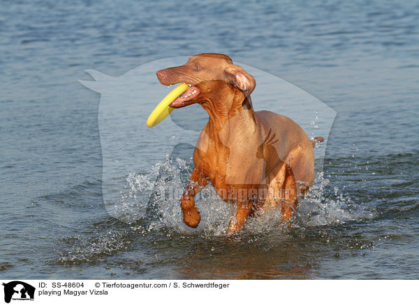 playing Magyar Vizsla / SS-48604