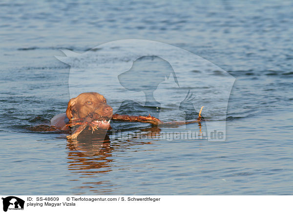 playing Magyar Vizsla / SS-48609