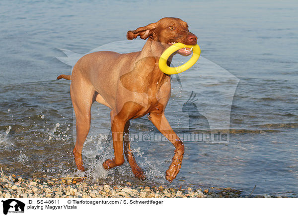 playing Magyar Vizsla / SS-48611