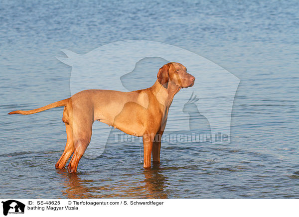 bathing Magyar Vizsla / SS-48625
