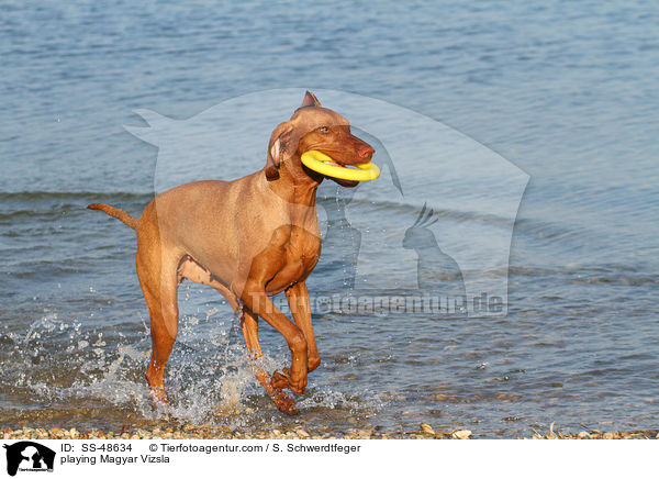 playing Magyar Vizsla / SS-48634