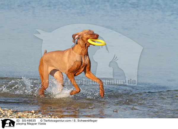 playing Magyar Vizsla / SS-48635