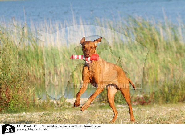 playing Magyar Vizsla / SS-48643