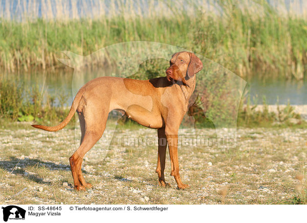 Magyar Vizsla / SS-48645