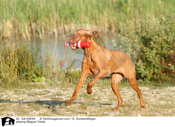 playing Magyar Vizsla / SS-48646