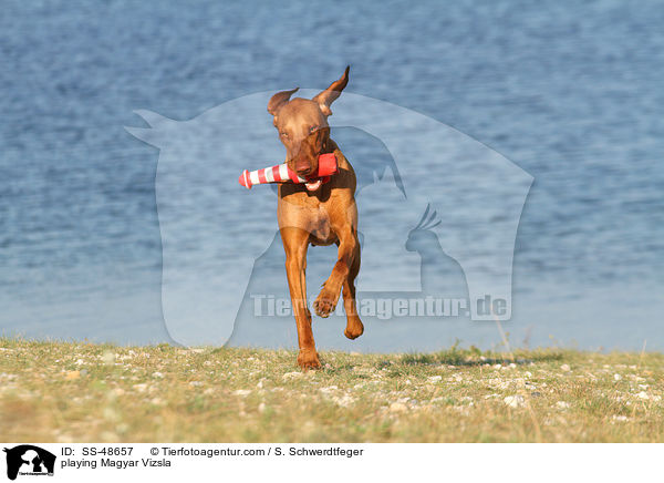 playing Magyar Vizsla / SS-48657