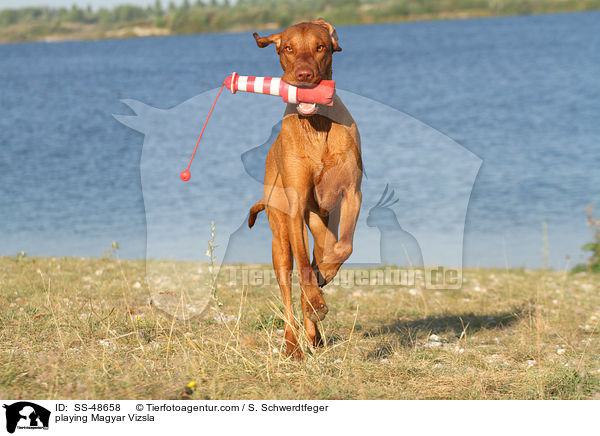 playing Magyar Vizsla / SS-48658