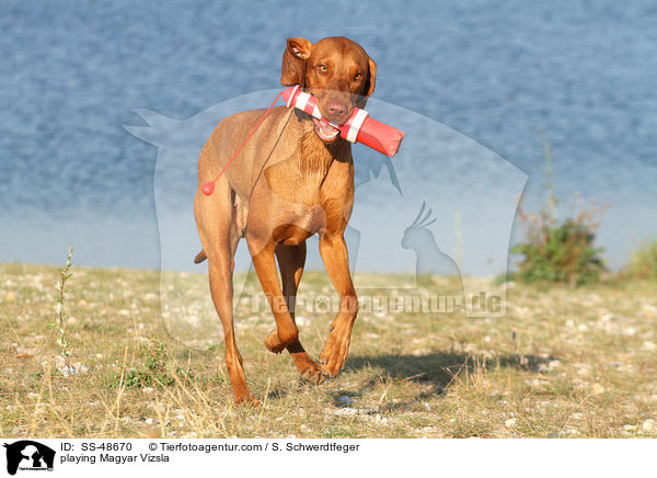 playing Magyar Vizsla / SS-48670