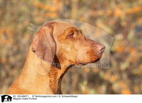 Magyar Vizsla Portrait / SS-48671