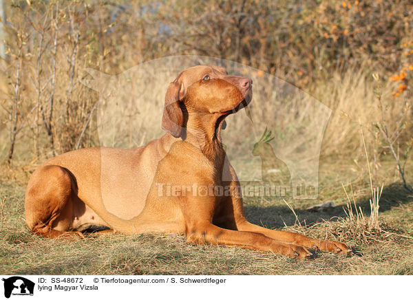 lying Magyar Vizsla / SS-48672