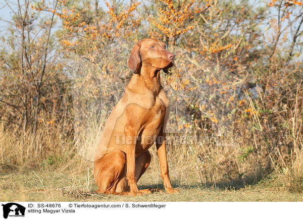 sitting Magyar Vizsla / SS-48676