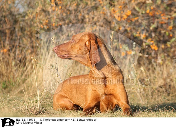 lying Magyar Vizsla / SS-48678
