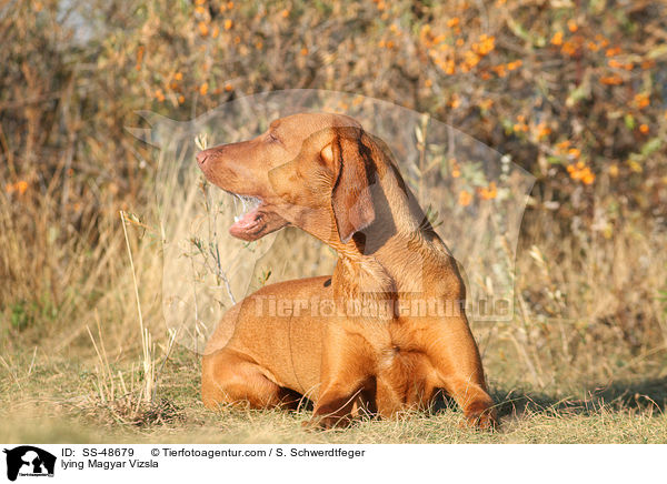 lying Magyar Vizsla / SS-48679