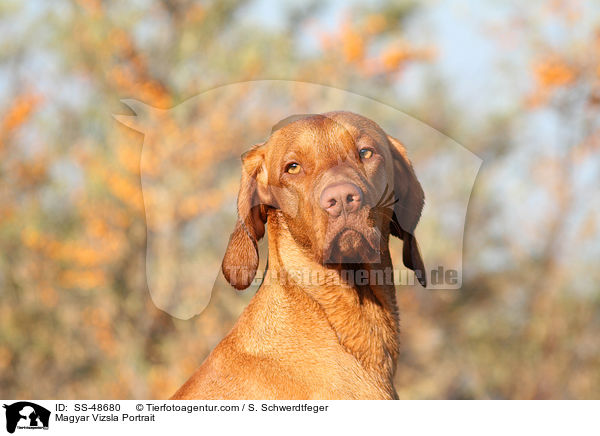 Magyar Vizsla Portrait / SS-48680