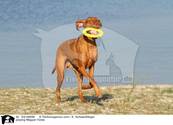 playing Magyar Vizsla / SS-48686