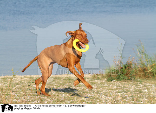 playing Magyar Vizsla / SS-48687