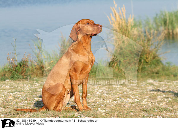 sitting Magyar Vizsla / SS-48689