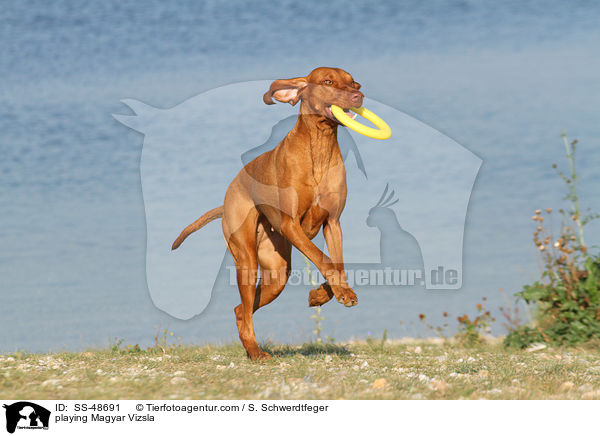playing Magyar Vizsla / SS-48691