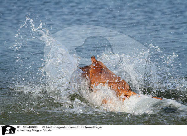 splashing Magyar Vizsla / SS-48696