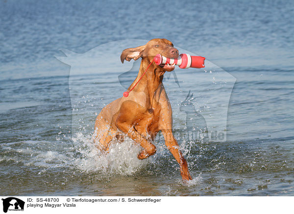 playing Magyar Vizsla / SS-48700