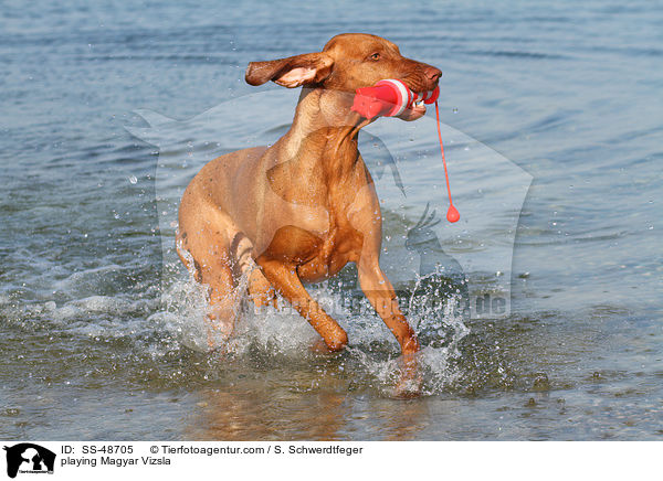 playing Magyar Vizsla / SS-48705