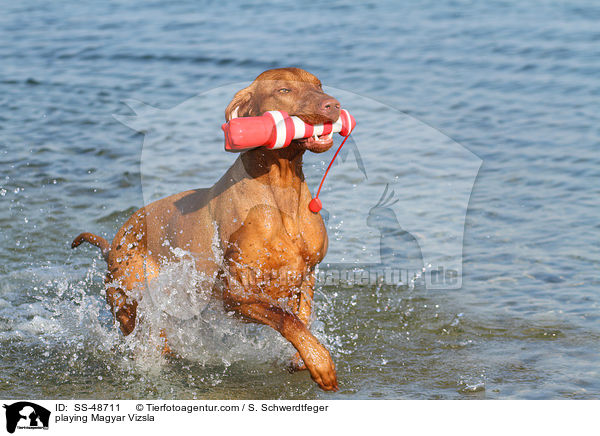 playing Magyar Vizsla / SS-48711