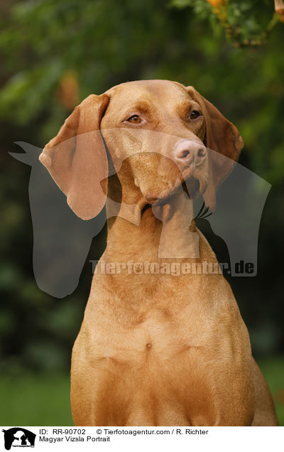 Magyar Vizsla Portrait / Magyar Vizsla Portrait / RR-90702