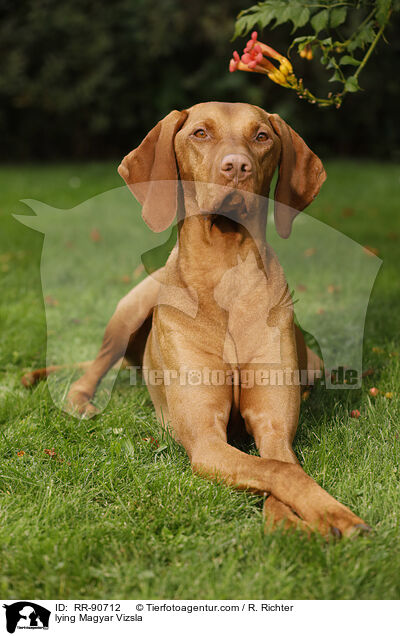 lying Magyar Vizsla / RR-90712