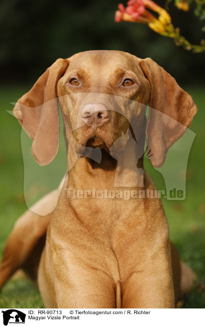 Magyar Vizsla Portrait / RR-90713