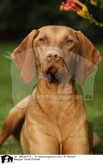 Magyar Vizsla Portrait / RR-90715