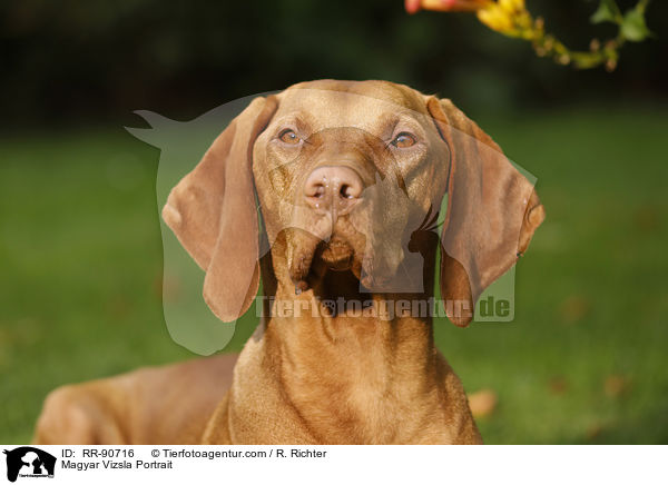 Magyar Vizsla Portrait / RR-90716