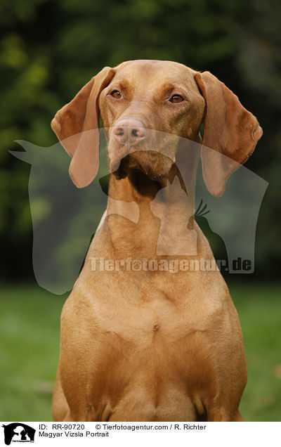 Magyar Vizsla Portrait / RR-90720