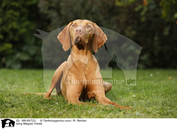 lying Magyar Vizsla / RR-90723