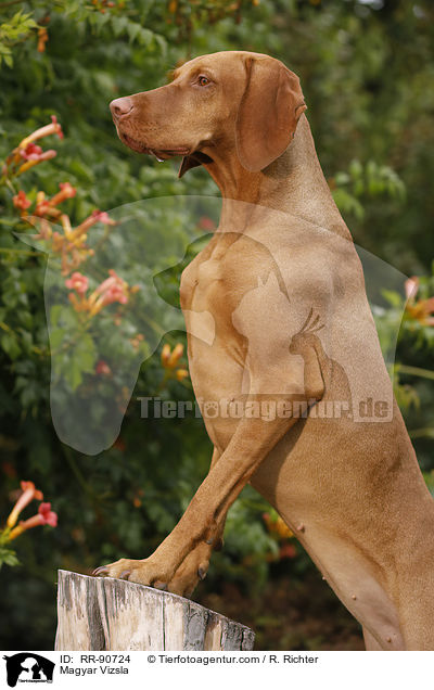 Magyar Vizsla / RR-90724