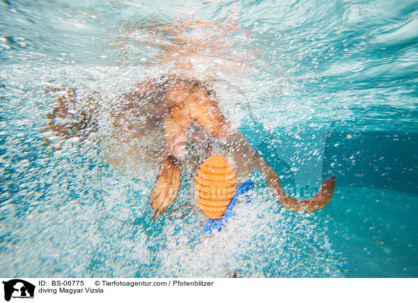 diving Magyar Vizsla / BS-06775