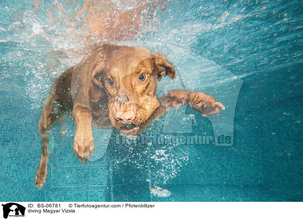 diving Magyar Vizsla / BS-06781