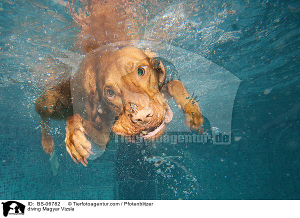 diving Magyar Vizsla / BS-06782