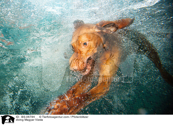 diving Magyar Vizsla / BS-06784